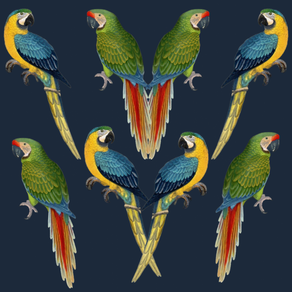 ijustlovethatfabricstore Parrot Love Fabric in deep navy