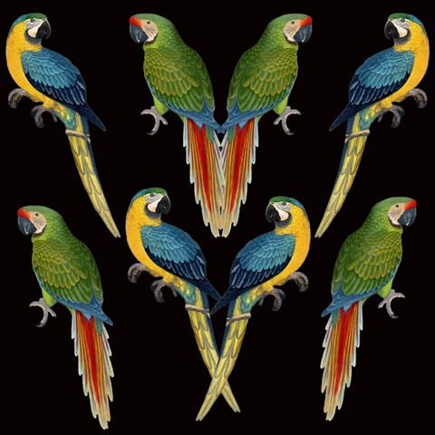 ijustlovethatfabricstore Parrot Fabric - macaws on black